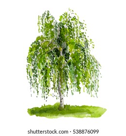 Green Tree Birch Isolated On White Background. Watercolor Illustration.