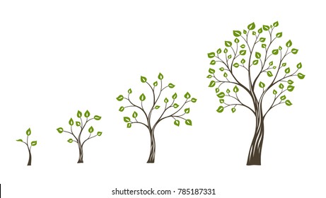 Green tree growth eco concept. Tree life cycle.