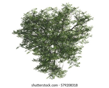 Green Tree Isolated On White Background Stock Illustration 579208318 ...