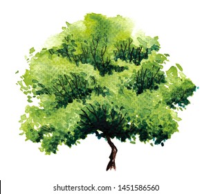 Green Tree With Leaves. Hand Drawn Watercolor Painting,isolate On White Background.Colorful Splashing In The Paper.It Is Wet Texture With Paint Brushes Stoke.Stylized Summer Tree. Eco Design.