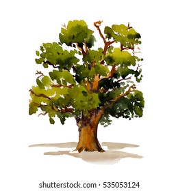 Green Tree Oak Isolated On White Background. Watercolor Illustration.