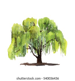 Green Tree Willow Isolated On White Background. Watercolor Illustration.