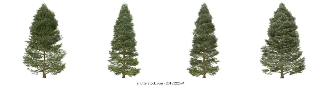 Green trees isolated on white background. Korean fir tree matures in all seasons. Abies koreana tree isolated with clipping path 3D illustration
