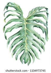 Green Tropical Leave Of Philodendron. Watercolor Illustration On White Background. Botanical Hand Drawing.