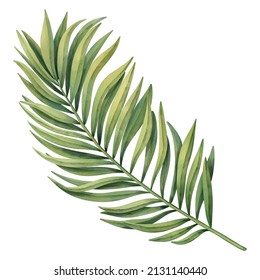 Green Tropical Palm Leaf. Tropical Plant. Hand Painted Watercolor Illustration Isolated On White. 