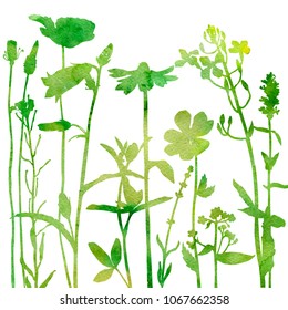 Green watercolor background with silhouettes of wild plants, herbs and flowers, botanical illustration, natural floral template