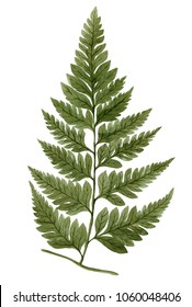 Green watercolor fern leaf isolated on white background. Real watercolor. Botanical illustration.