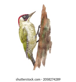 Green Woodpecker Bird Sitting On A Tree Searching Insects. Watercolor Hand Drawn Illustration Isolated On White Background. Birdwatching Ornithology Forest Animals Fauna Wildlife 