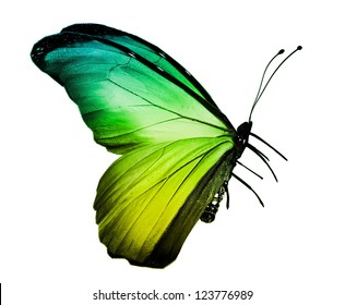 Green Yellow Butterfly , Isolated On White