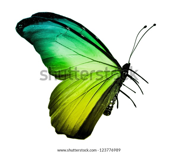 白い背景に緑の黄色の蝶 のイラスト素材