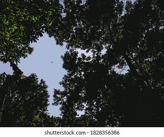 Greenish background of forests canopy  with the tree leaf, branches, sunlight and blue sky.  Dense jungle of Nepal.