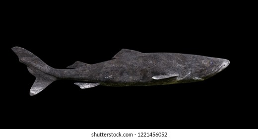 Shark Side Images Stock Photos Vectors Shutterstock