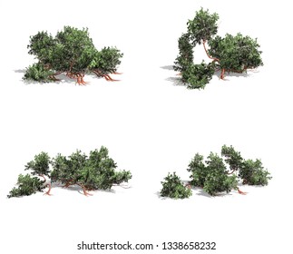 Manzanita Stock Illustrations, Images & Vectors 