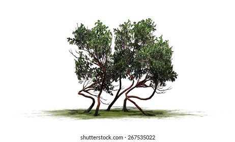 Vector Illustration Mangrove Plants Which Commonly Stock Vector ...