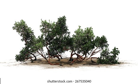 Manzanita Stock Illustrations, Images & Vectors 