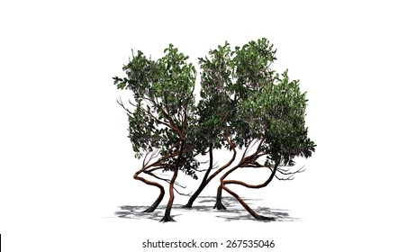 Manzanita Stock Illustrations, Images & Vectors | Shutterstock