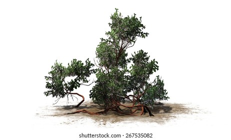 Manzanita Stock Illustrations, Images & Vectors | Shutterstock