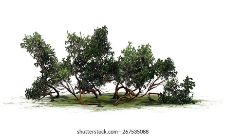 Manzanita Stock Illustrations, Images & Vectors | Shutterstock