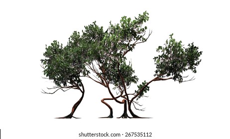 Manzanita Stock Illustrations, Images & Vectors | Shutterstock