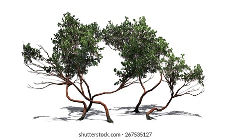 Manzanita Stock Illustrations, Images & Vectors | Shutterstock