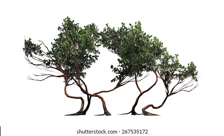 Manzanita Stock Illustrations, Images & Vectors | Shutterstock