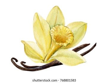 Greeting Card, Vanilla Flower, Watercolor, Hand Drawing, Botanical Illustration