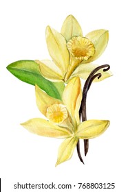 Greeting Card, Vanilla Flower, Watercolor, Hand Drawing, Botanical Illustration