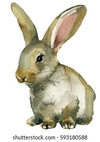 Grey Brown Spring Rabbit Bunny Hare Watercolor  Isolated On White Background