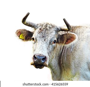 Grey cow isolated on white background. - Shutterstock ID 415626559