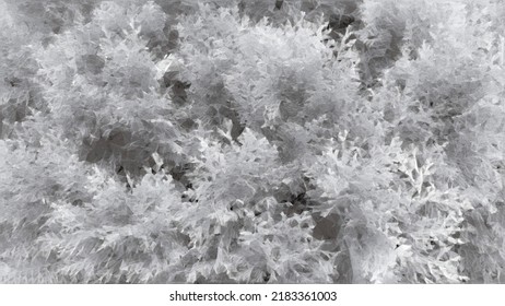 Grey Cypress Foliage. Gray Leaves Background. Gray Foliage Background. Cypress Foliage Background. Winter Foliage. Winter Leaves. Grey Abstract Art.