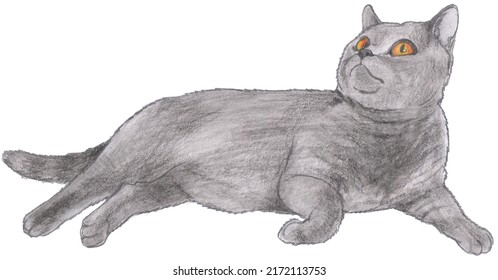 Grey Fat Kitty With Yellow Eyes Rests On His Side On White Background. Pencil Hand Drawing Of A Pedigree Cat