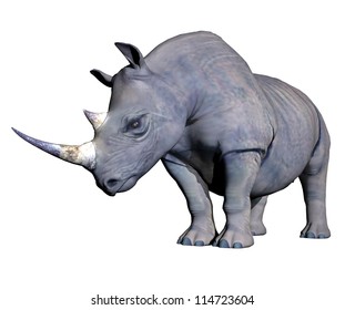 Grey rhinoceros head down in white background