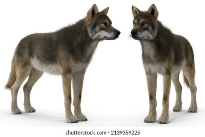 Grey Wolf Poses Set On Isolated Background 3d Rendering