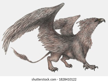 Griffin mythical creature pencil drawing