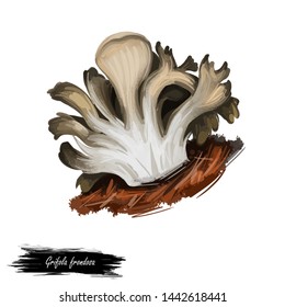 Grifola Frondosa Polypore Mushroom Grows In Clusters At Trees, Hen Of The Woods, Rams And Sheeps Head. Edible Fungus Isolated On White. Digital Art Illustration, Natural Food Autumn Harvest Fall Crop