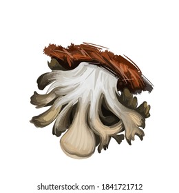 Grifola Frondosa Polypore Mushroom Grows In Clusters At Trees, Hen Of The Woods, Rams And Sheeps Head. Edible Fungus Isolated On White. Digital Art Illustration, Natural Food Autumn Harvest Fall Crop