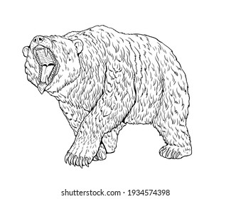 Grizzly Bear, Cave Bear  Illustration. Bear Attack Drawing.	