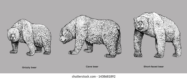Similar Images, Stock Photos & Vectors of Grizzly bear, Cave bear and S...