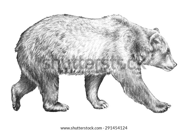 危険な北米の動物が歩いている側面を描いた灰色の熊のイラスト 白い背景にこの詳細な手描きのスケッチ のイラスト素材