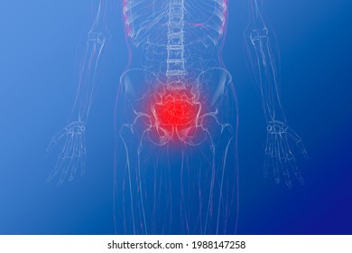 Groin Anatomy High Res Stock Images Shutterstock