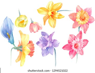 A group of blooming watercolor pink daffodils