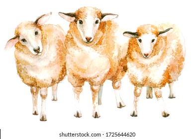 group cute lamb in watercolor illustration white background