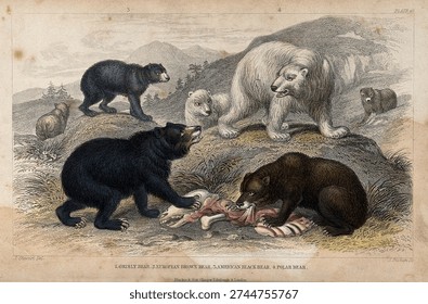 A group of different bears fighting for prey Coloured etching by J Bishop after J Stewart. Vintage animal illustration, art drawing.