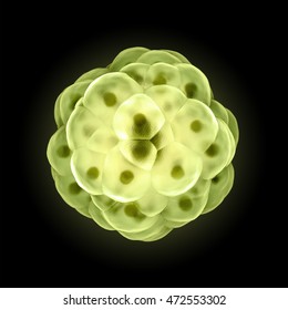 Group Of Green Plant Or Algae Cells On Dark Background, Micro View. Medical And Microbiological Scientific Research Illustration. 3D Rendering