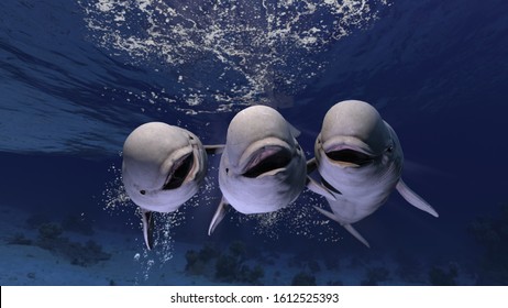 Group Of Happy Melonhead Beluga Whales Swimming And Posing To The Underwater Photographer 3d Rendering