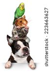 Group of pets concept as a dog cat hamster and budgie standing on top of each other as a symbol for veterinary care and support or pet store design element for advertising and marketing on white.