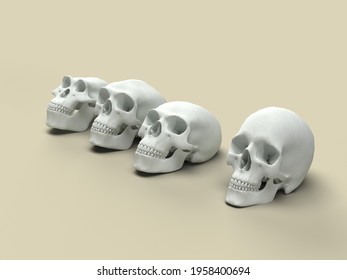 A Group Of Skulls Of Different Human Species. 3d Illustration