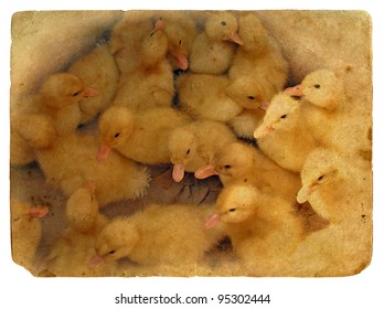 Group of small cute ducklings. Old postcard, design in grunge and retro style