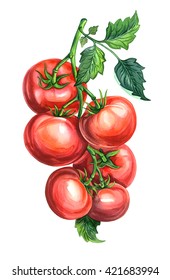 Group of tomatoes with leaves on a branch. Watercolors drawing.