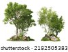 tree isolated png